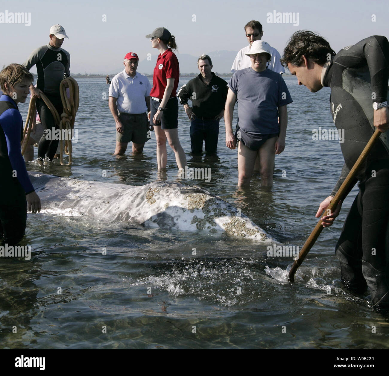 Tim whale hi-res stock photography and images - Alamy