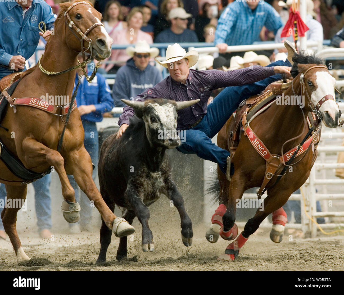 Gibson Rodeo David Gibson from Innisfail, Alberta, reaches for the steer in steer ...