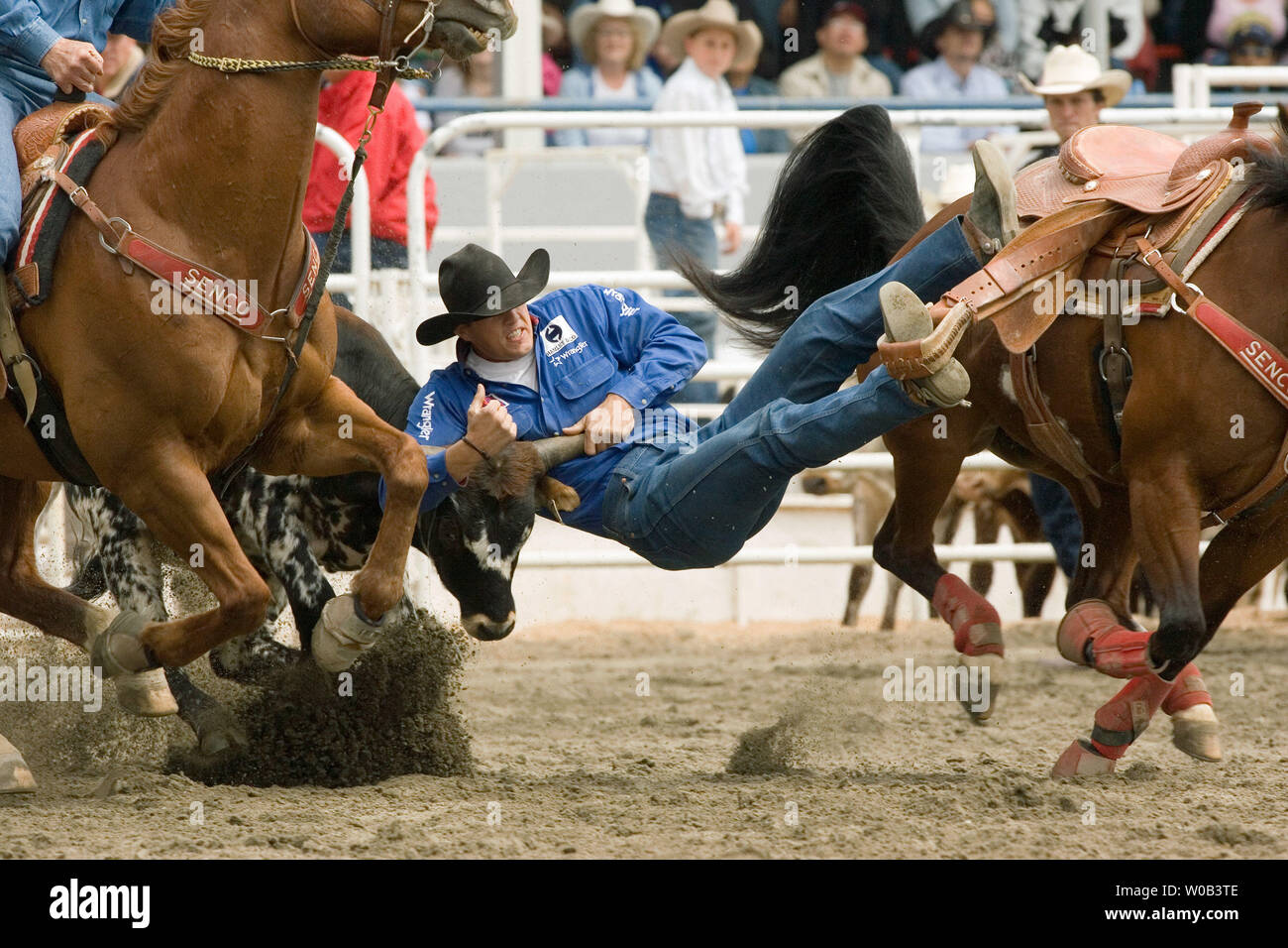 Trevor Knowles from Mt. Vernon, Oregon grapples with a steer in steer
