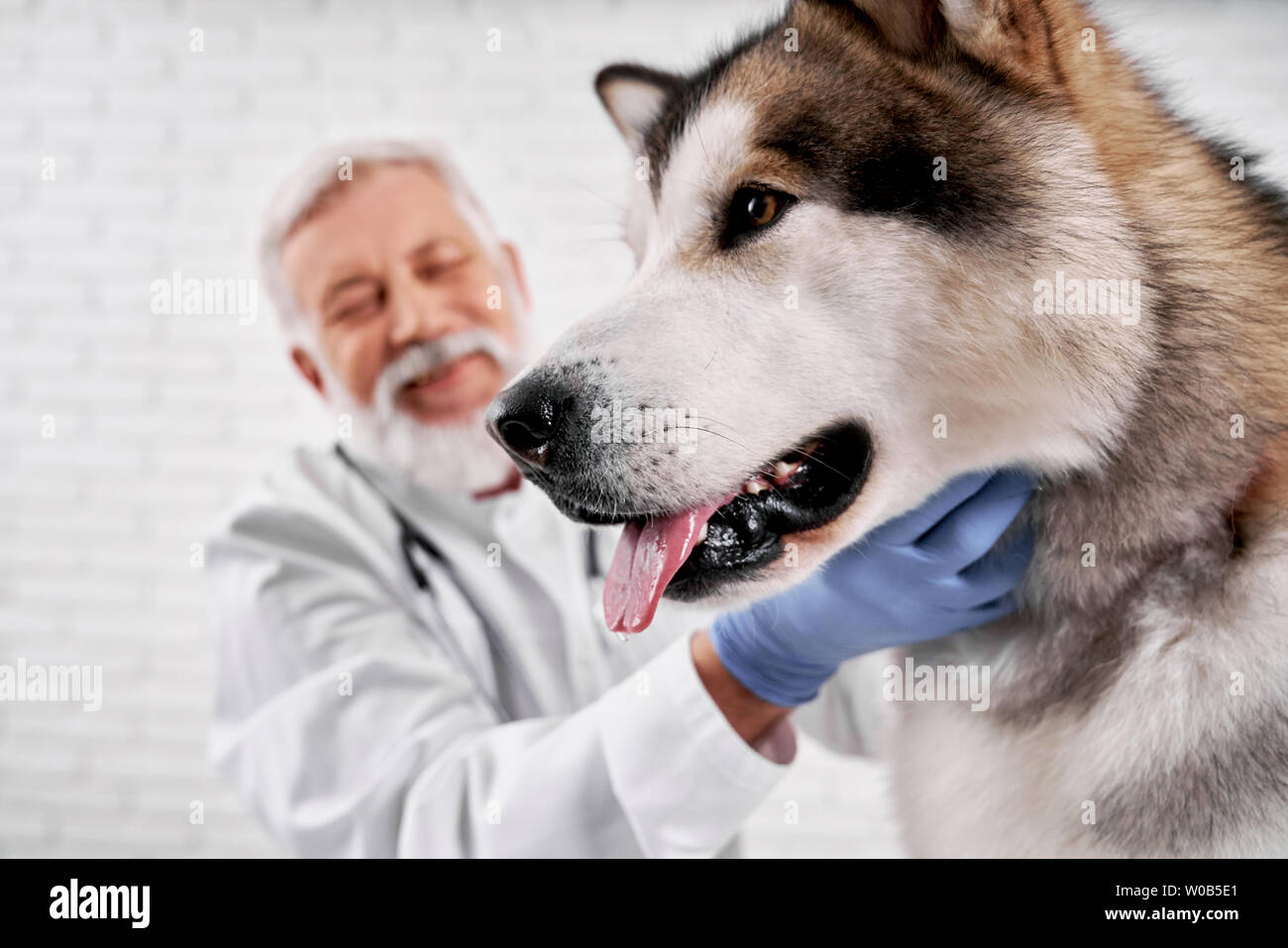 a dog doctor