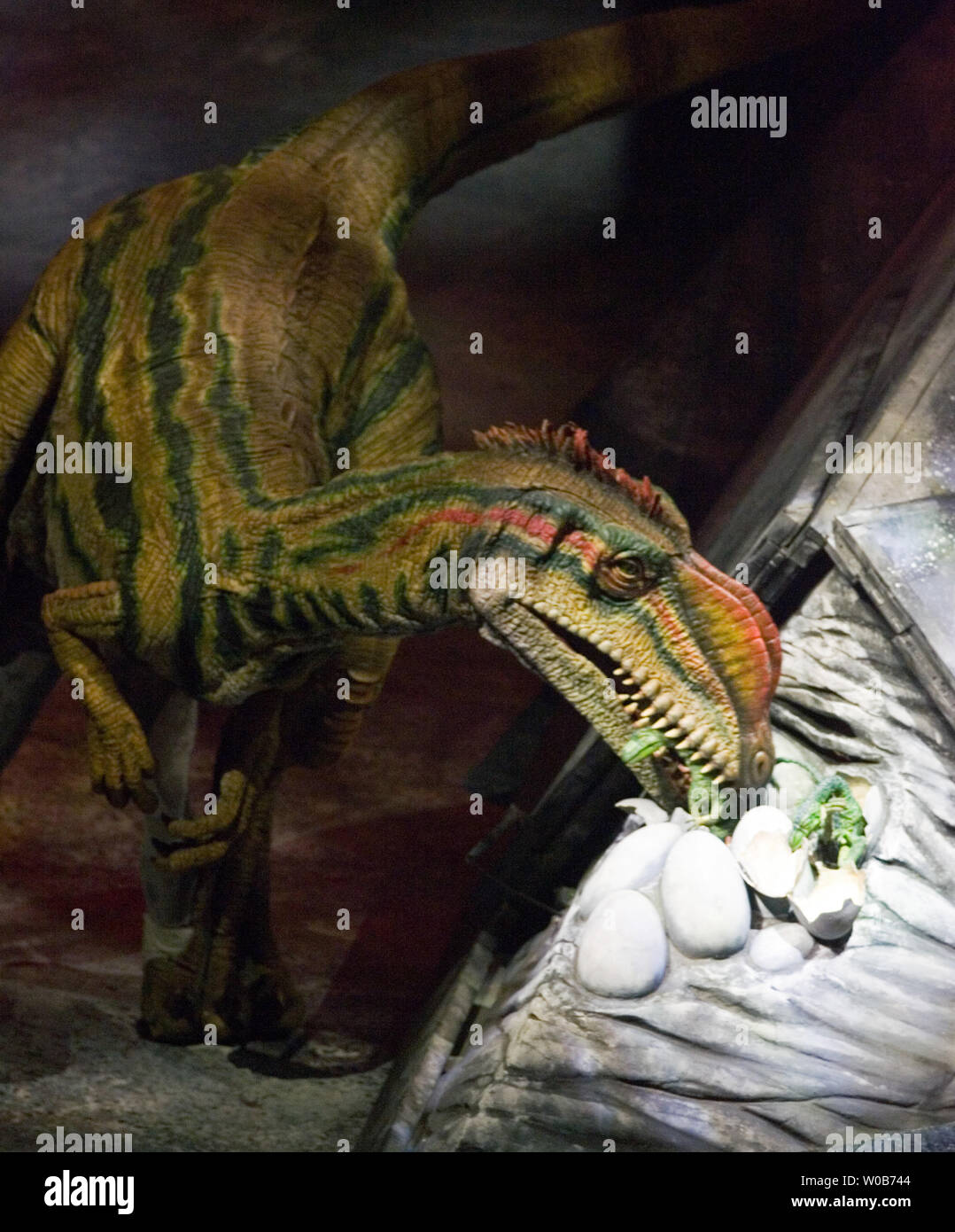 Liliensternus, approximately 6meters long and 400kg from the Triassic