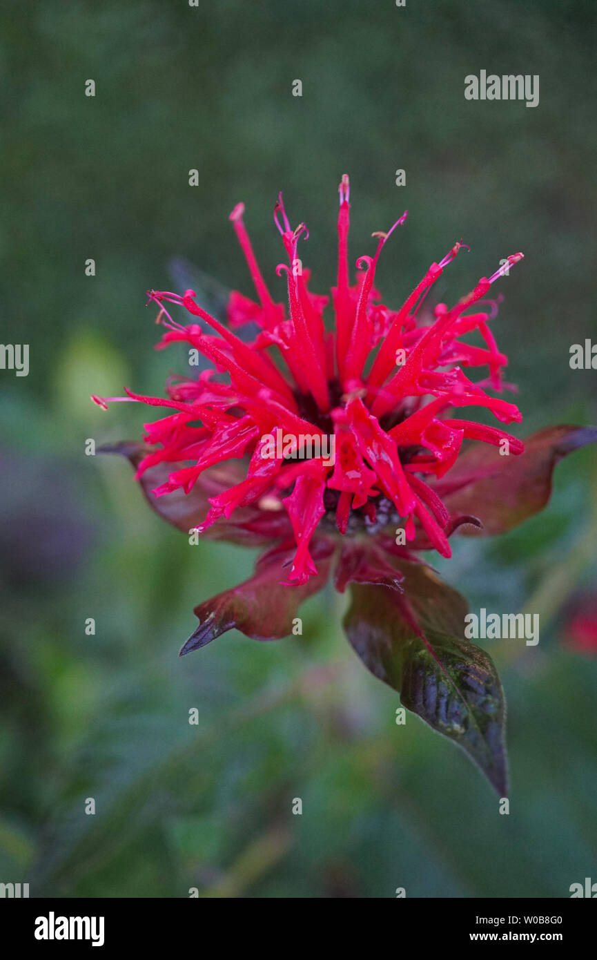 Wonderful blossomed Monarda didyma - Scarlet beebalm - with beautiful leafs on a sunny day - Picture 1 of 4 Stock Photo