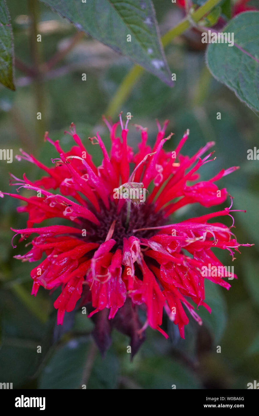 Wonderful blossomed Monarda didyma - Scarlet beebalm - with beautiful leafs on a sunny day - Picture 4 of 4 Stock Photo