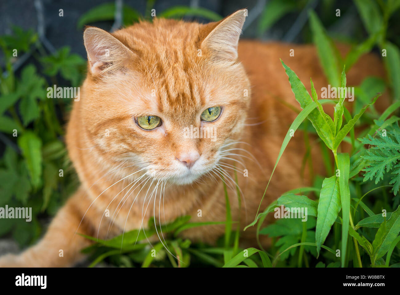 Domestic cat stalking prey hi-res stock photography and images - Alamy