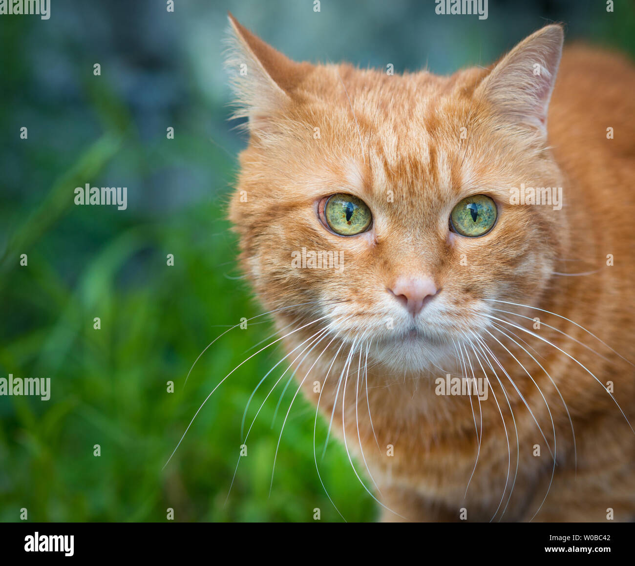 Domestic cat stalking prey hi-res stock photography and images - Alamy