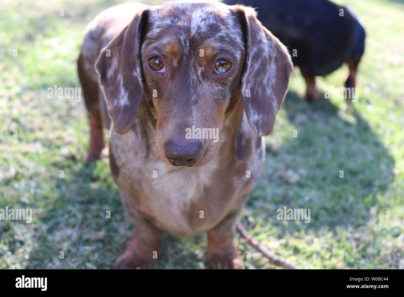 Chocolate dapple dachshund Stock Photo