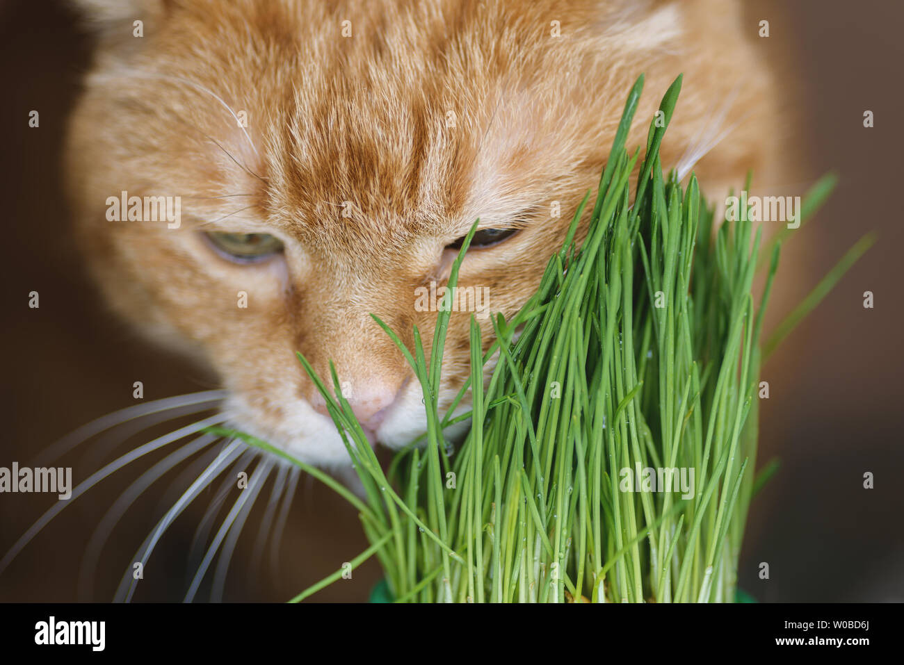 Red cat eats germinated oats. Selective focus. Stock Photo