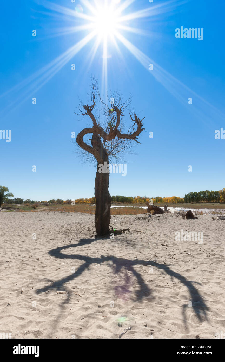 A dead tree in the sun Stock Photo