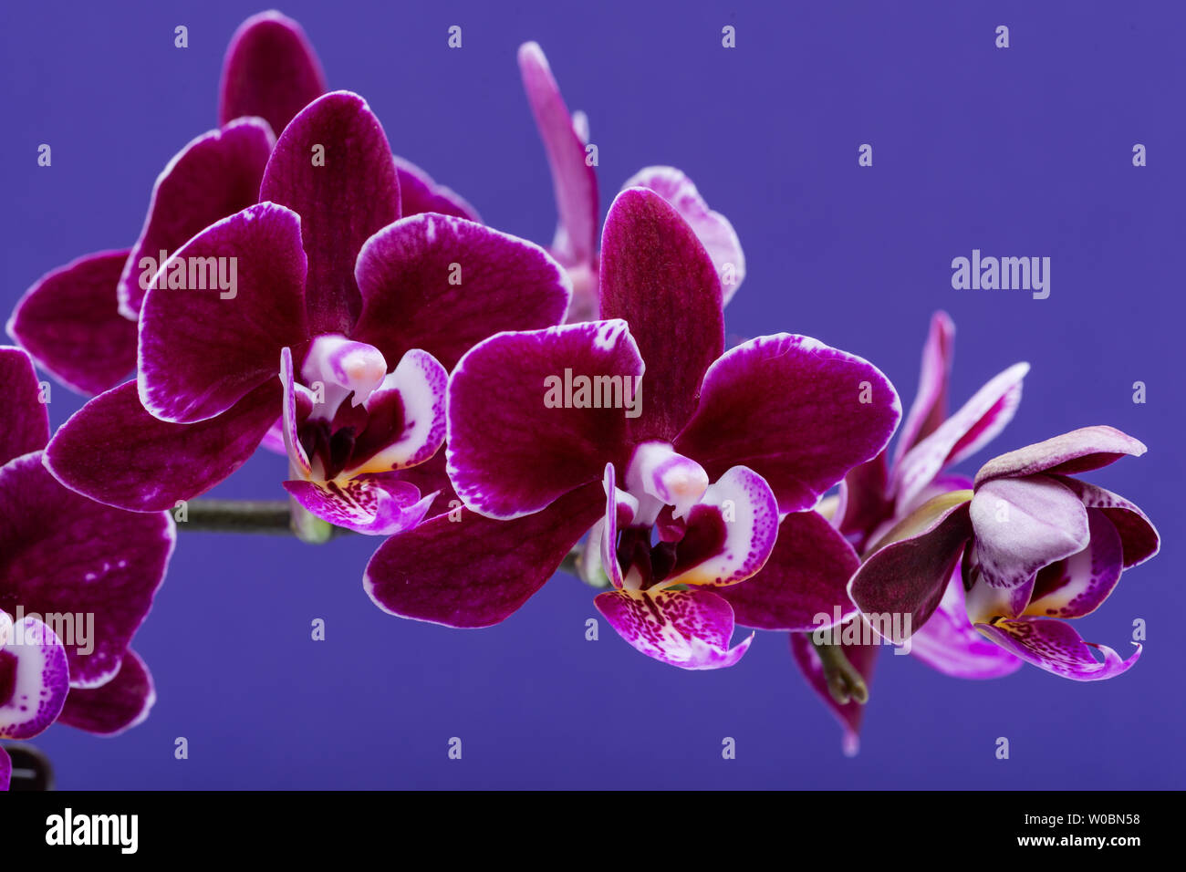 Flowers of Blooming Mini Velvet Burgundy Phalaenopsis Orchid Plant isolated  on purple background. Moth Orchids. Tribe: Vandeae. Order: Asparagales  Stock Photo - Alamy