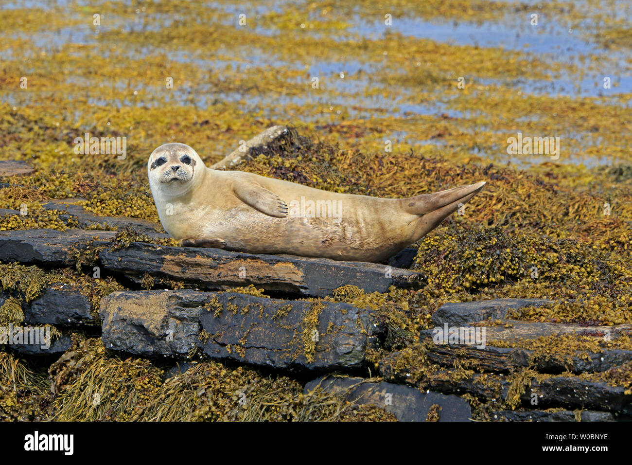 Common Seal basking on seaweed covered rocks Orkney Stock Photo