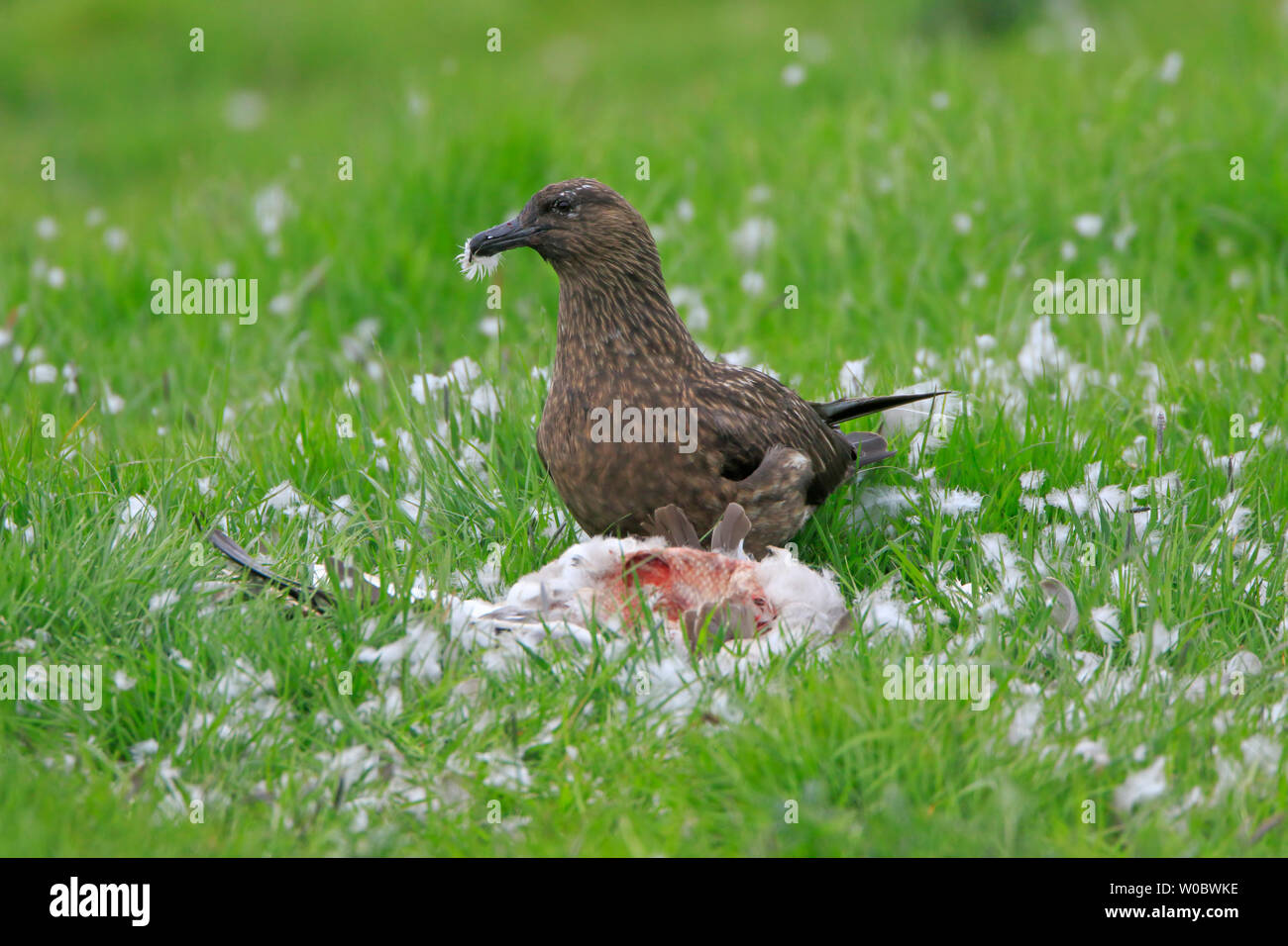 Great Skua on a dead Greylag Goose Mainland Orkney Stock Photo