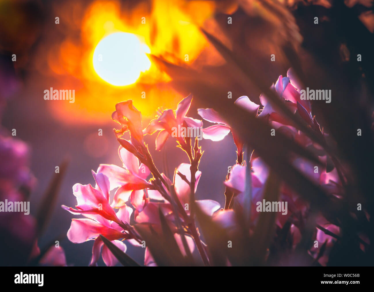 Golden sunset in Spain, Andalucia, glowing through and creating a beautiful rim light around pink flowers found on bushes at the roadsides. Stock Photo
