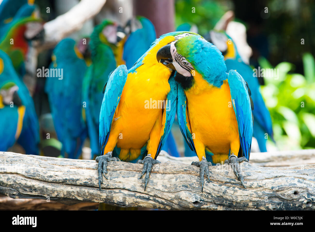 A pair of blue-and-yellow macaws perching at wood branch in jungle. Colorful macaw birds in forest. Stock Photo