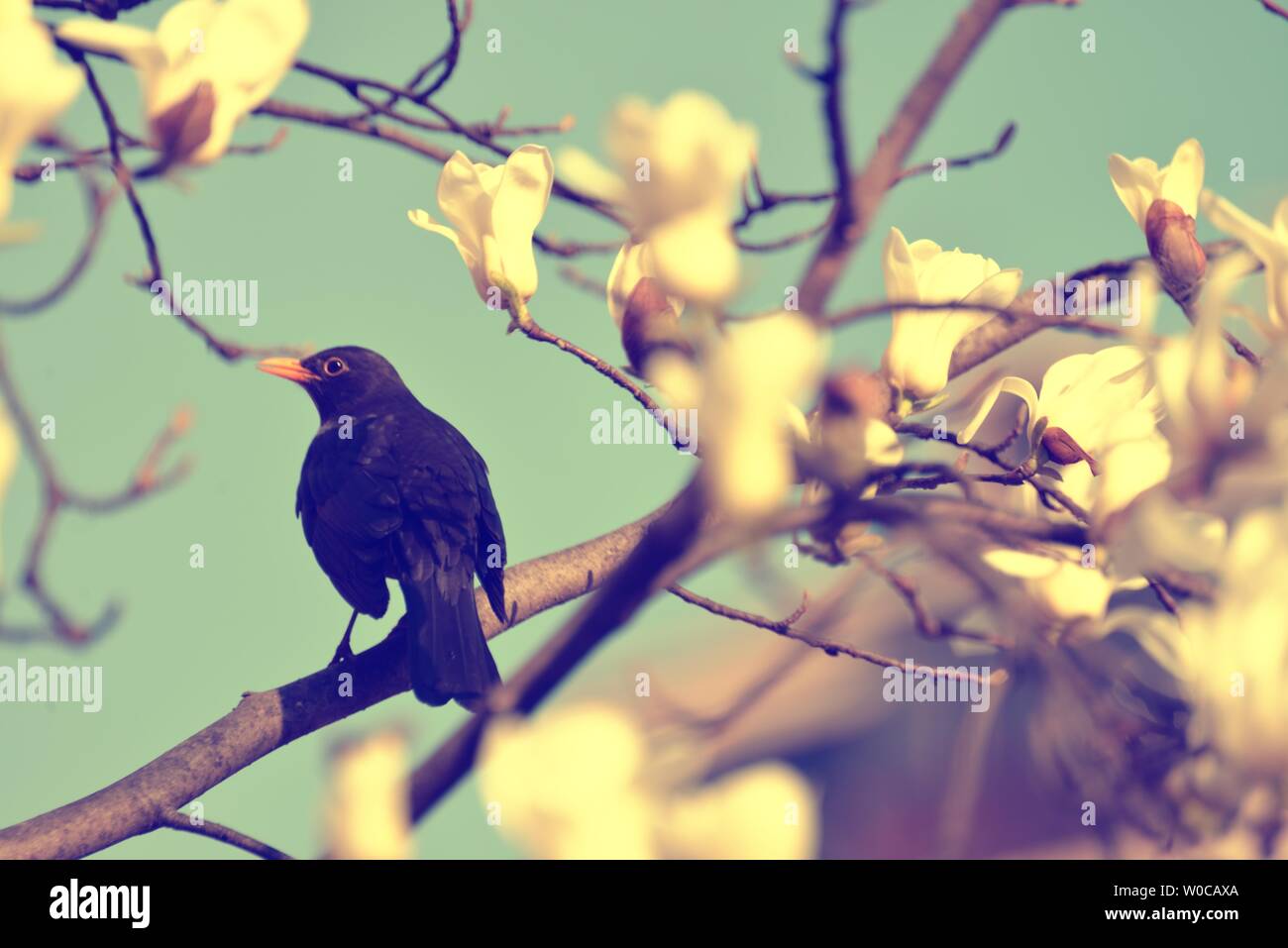 Birds of branches Stock Photo