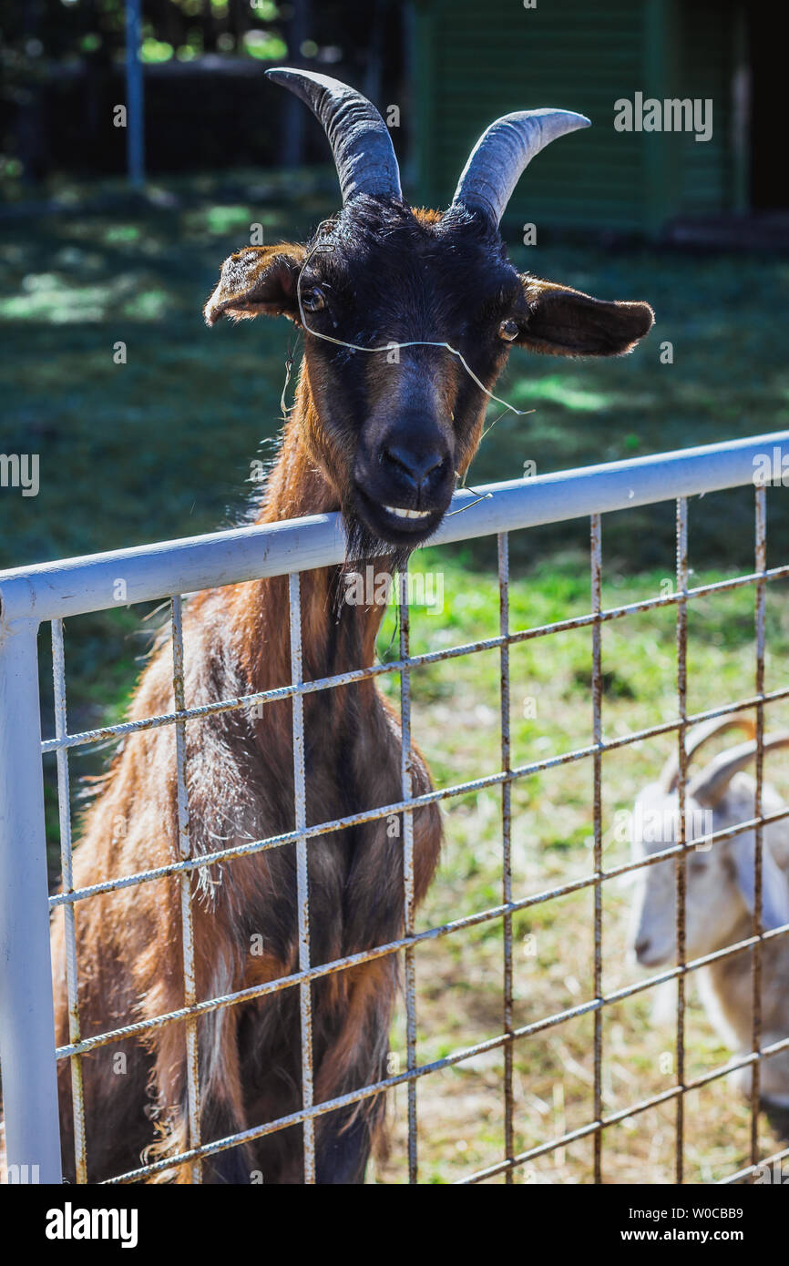 Cute goat leaning out of fence in yard, at summer Stock Photo