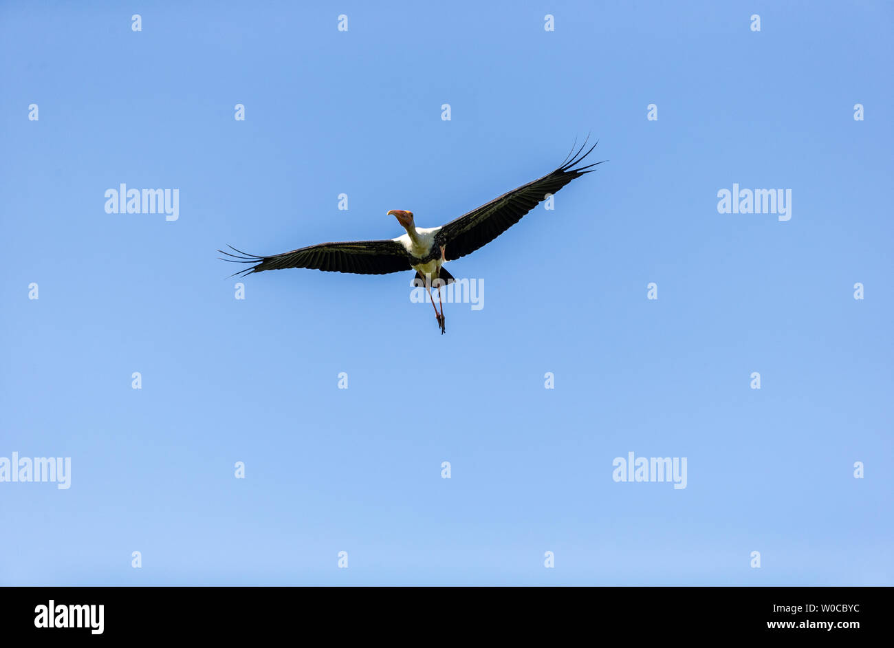 Colorful Storks The colorful stork that survives in the swamps of Sri Lanka Stock Photo ...