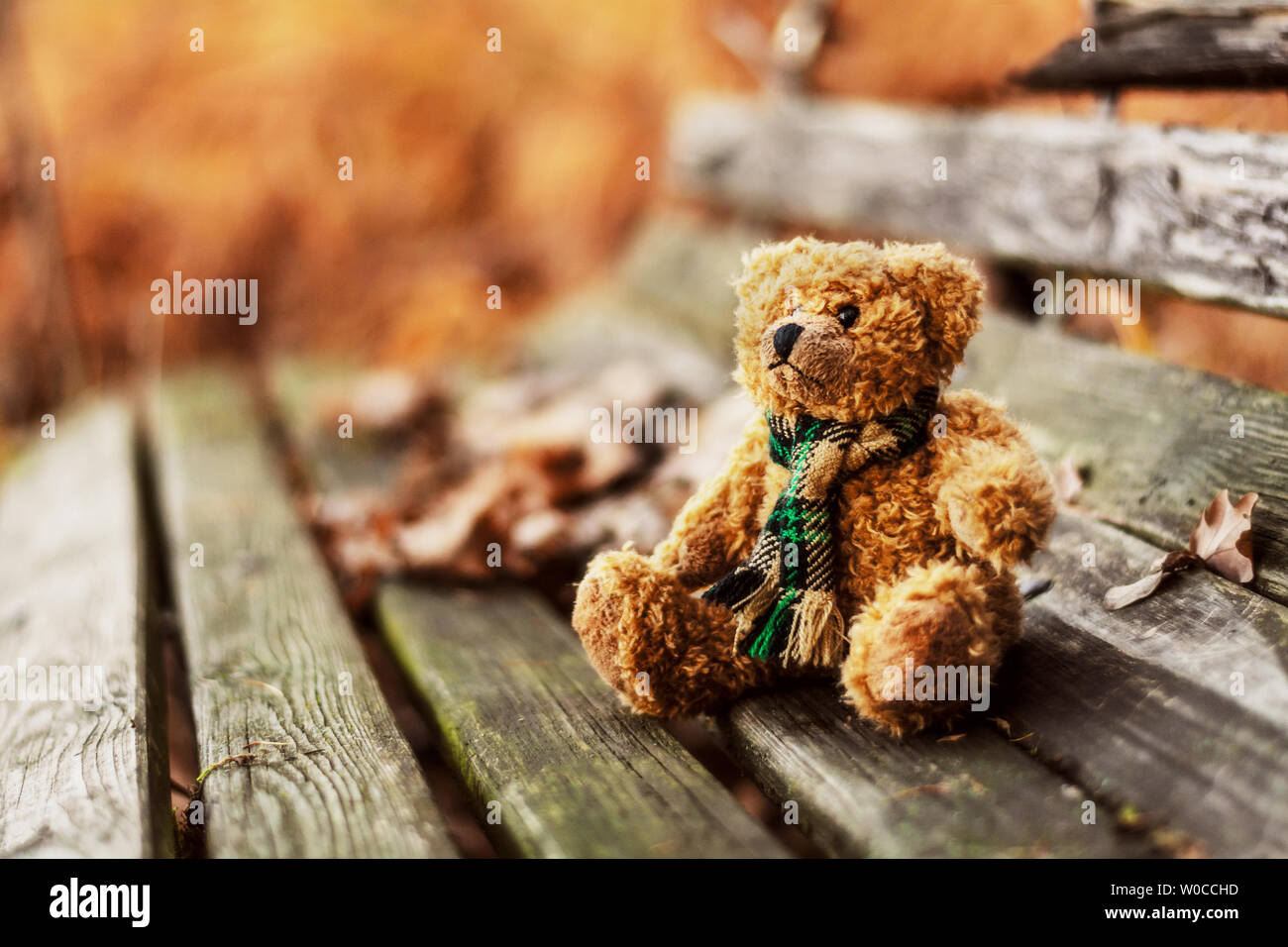Abandoned teddy bear sitting on a bench in an autumn park Stock Photo ...