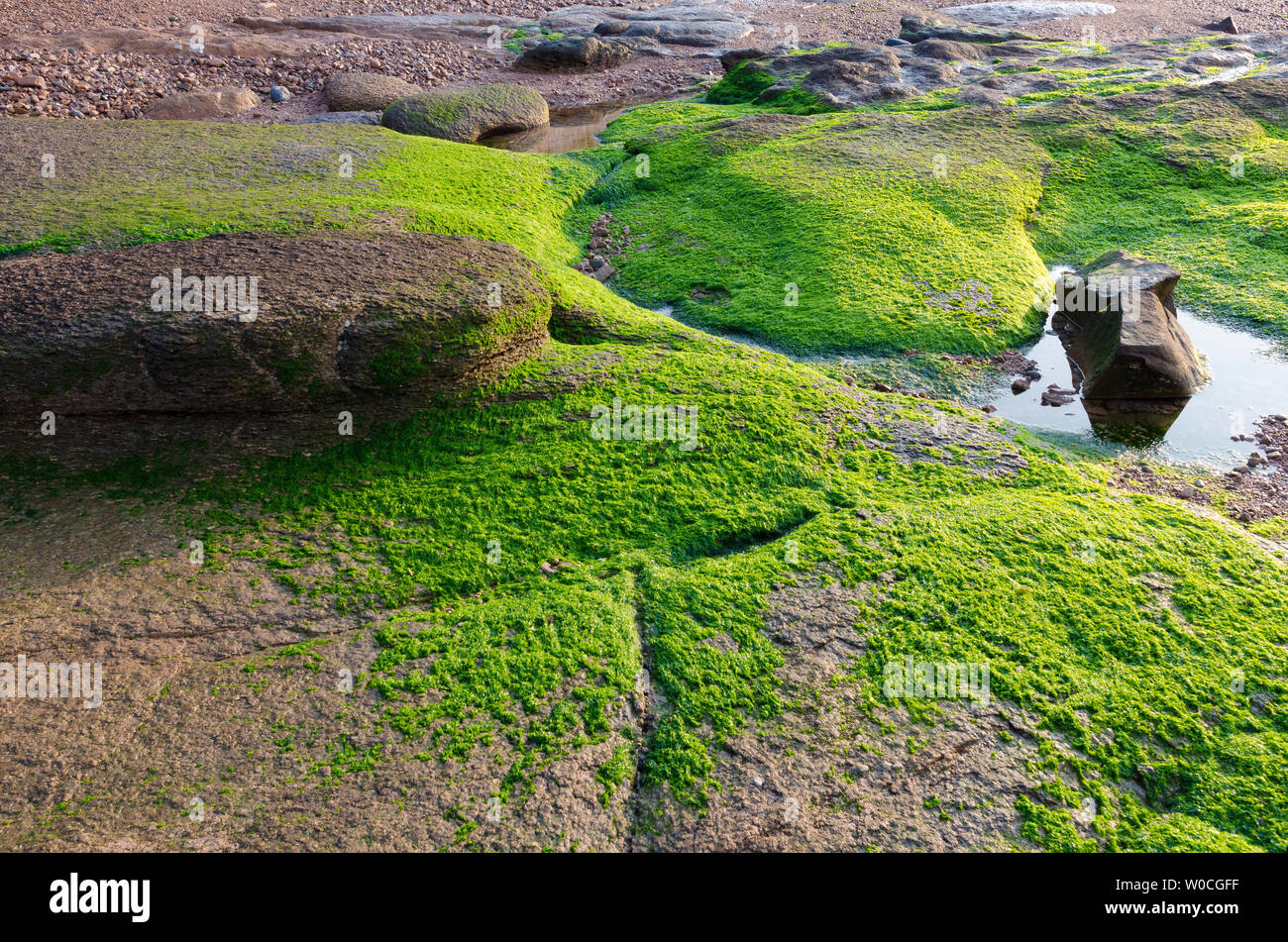 Swamp Moss Rocks Moss on mountains hi-res stock photography and images - Alamy