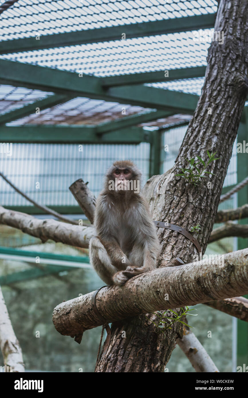 Macaque, Macaca maura, sitting on branch in zoo, summer Stock Photo