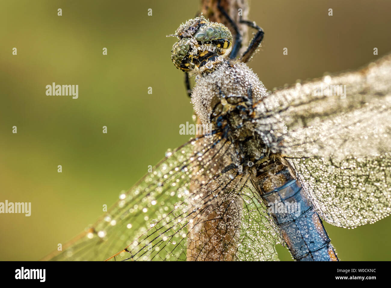 Detail of dragonfly with dew drops with blurred green background Stock ...