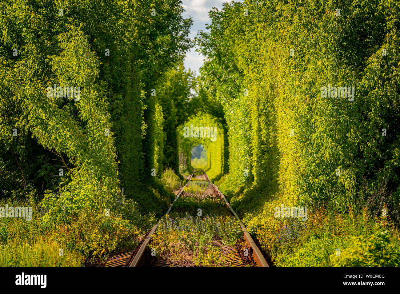 Famous Tunnel of Love in Ukraine. Railroad tunnel through the trees. Stock Photo