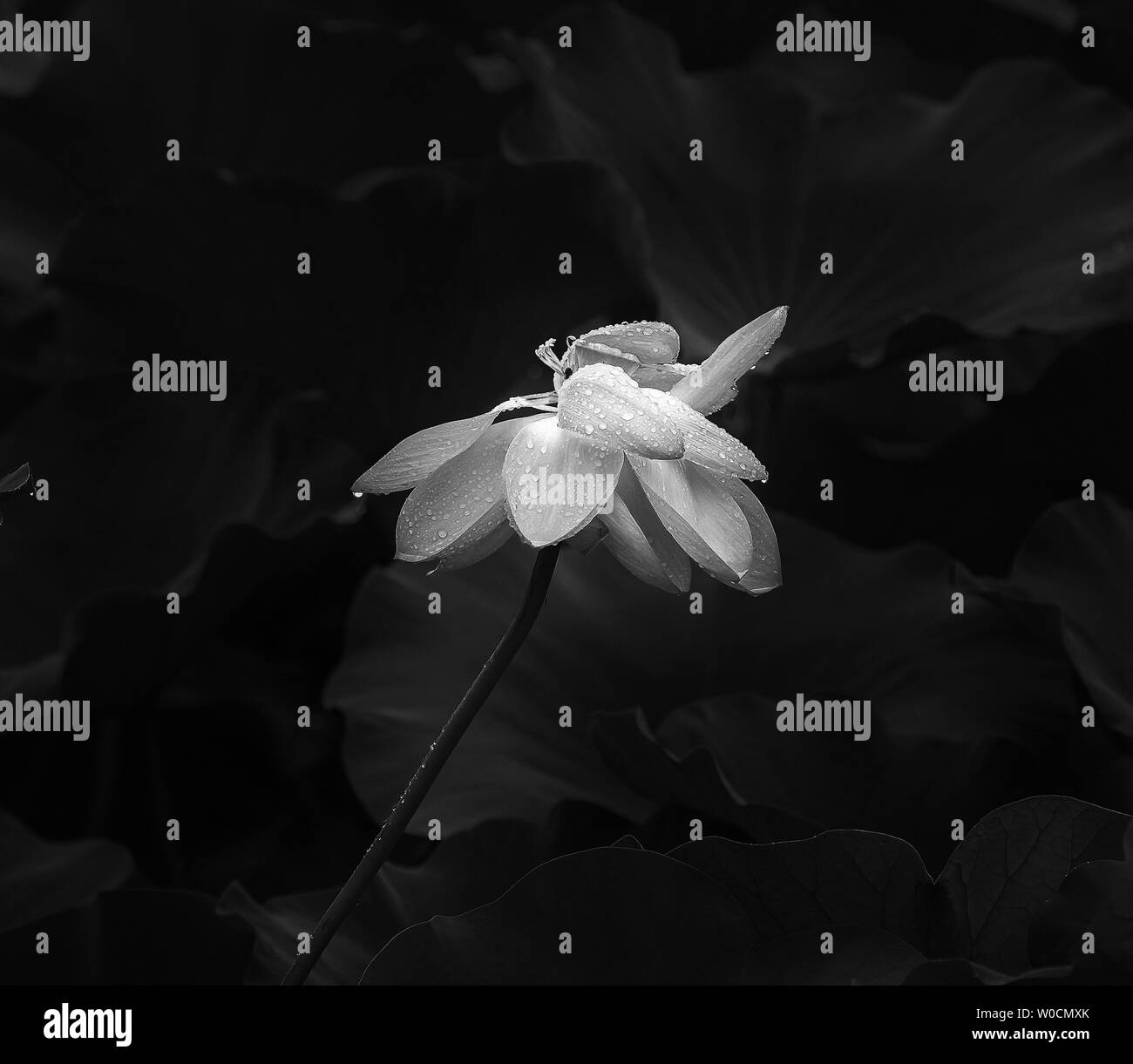 Black-and-white, lotus Stock Photo
