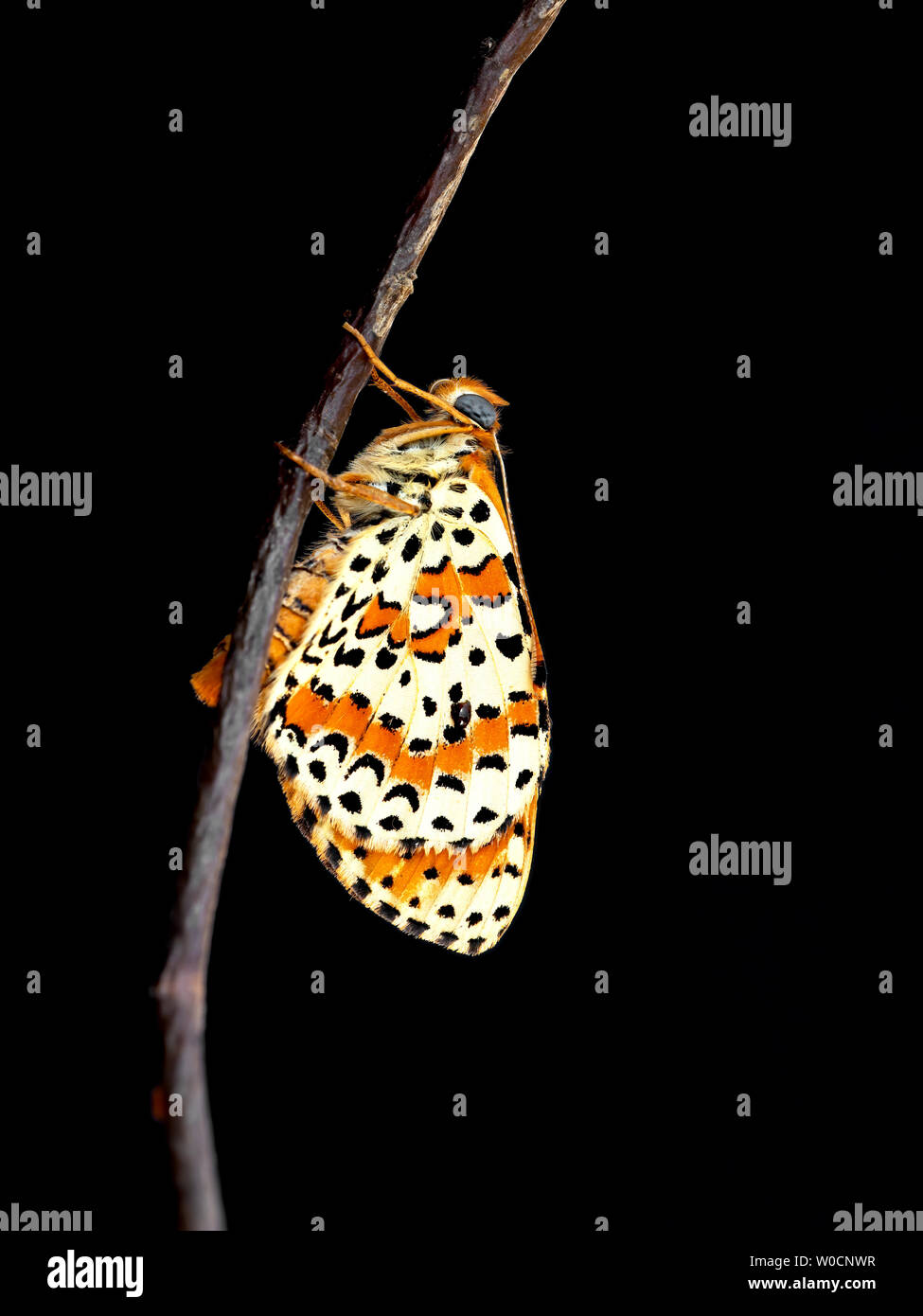 Spotted aka Red band fritillary butterfly, Melitaea didyma, just emerged from chrysalis. Waiting for wings to dry. Studio isolated on black. Stock Photo