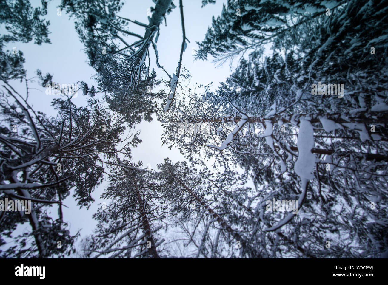 Snowy forest in russia hi-res stock photography and images - Alamy