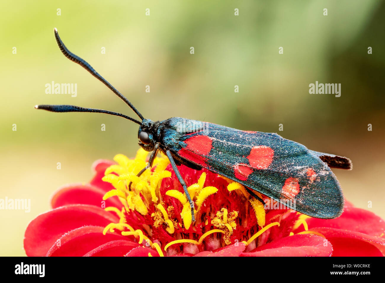 Butterfly with red dots on a red flower. Macro shot with blurred background. Stock Photo
