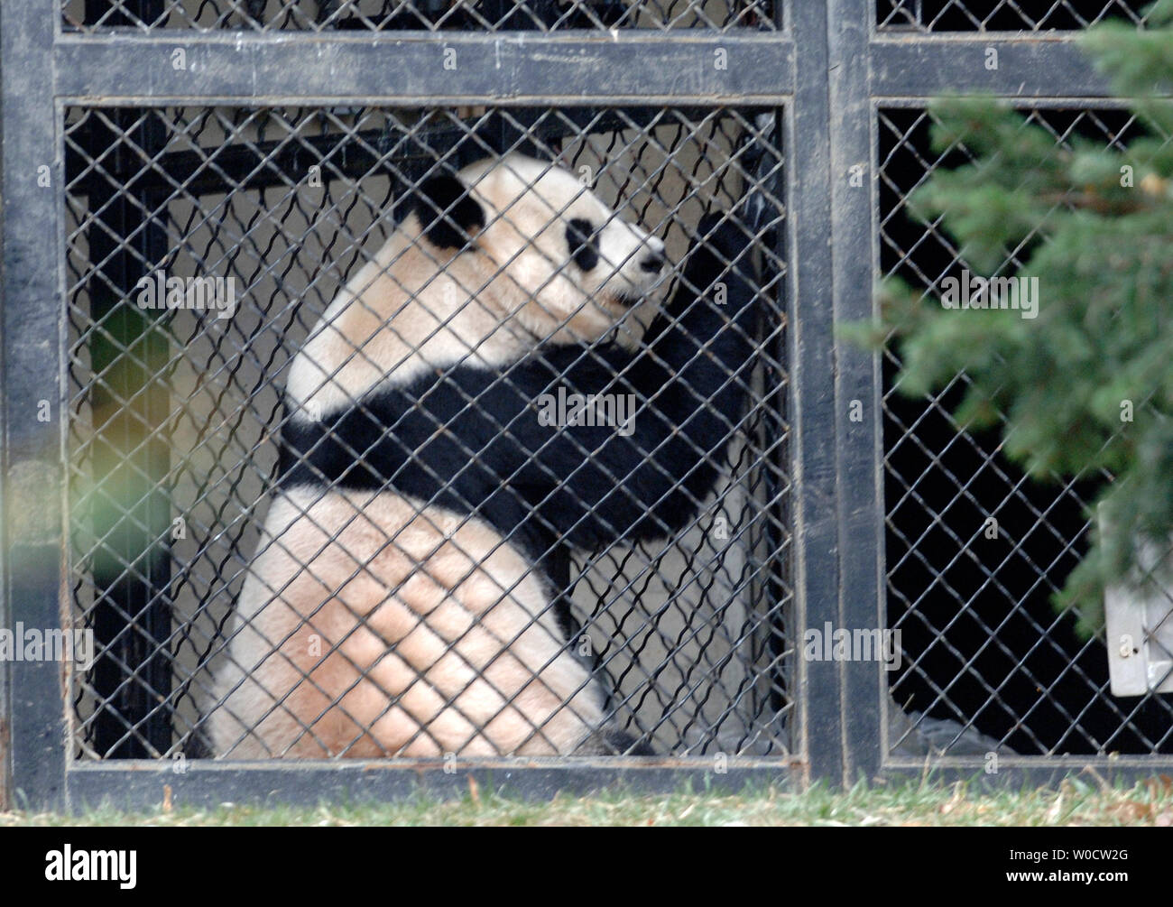The National Zoo's female panda Mei Xiang waits in its cage while her four and a half month old son Tai Shan participates in a photo-op, in Washington on November 29, 2005. The panda cub made its media day view today to over 100 members of the press, he will meet a public of sold out ticket holders on December 9, 2005. (UPI Photo/Kevin Dietsch) Stock Photo