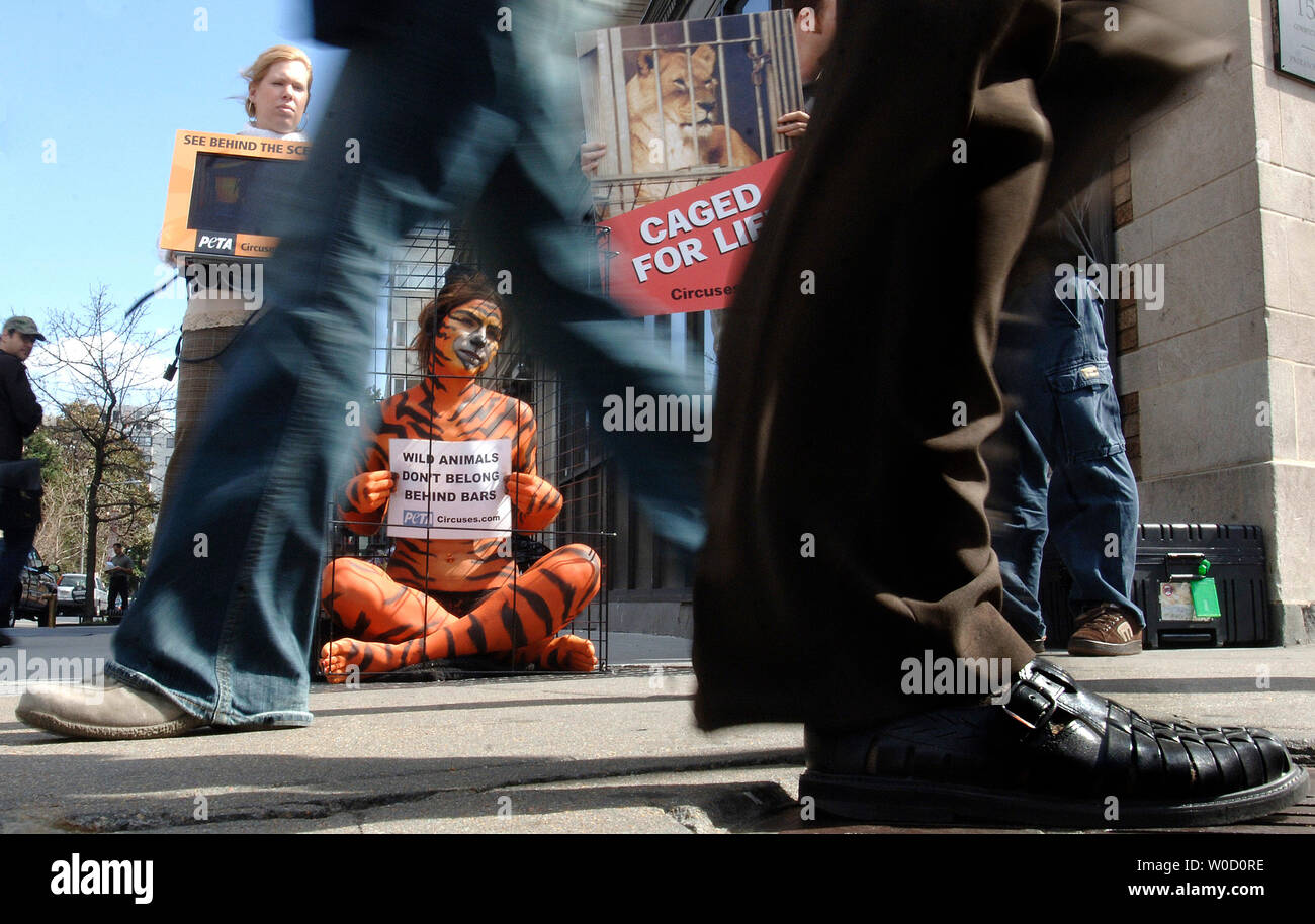 People for the Ethical Treatment of Animals (PETA) volunteer Amy Jannette, dressed as a tiger and sitting in a cage, participates in a PETA protest of Ringling Brothers and Barnum & Bailey Circus, in Washington on March 10, 2006. PETA claims that the circus treats their animals in inhumane ways including cramped living conditions, severe beatings and other cruel acts. (UPI Photo/Kevin Dietsch) Stock Photo