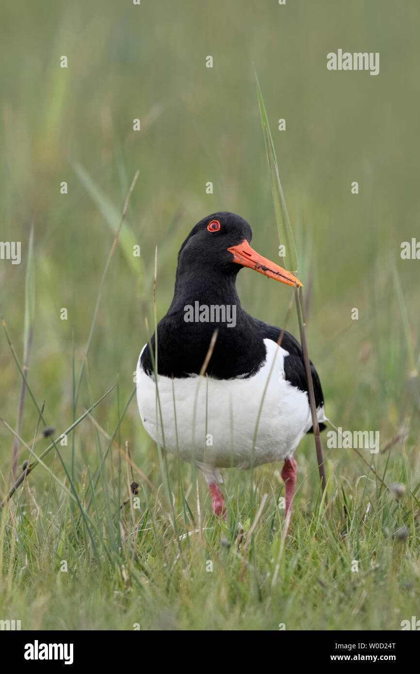 Oystercatcher ( Haematopus ostralegus ) in typical surrounding of a wet, extensive meadow, watching up for safety, looks funny, wildlife, Europe. Stock Photo