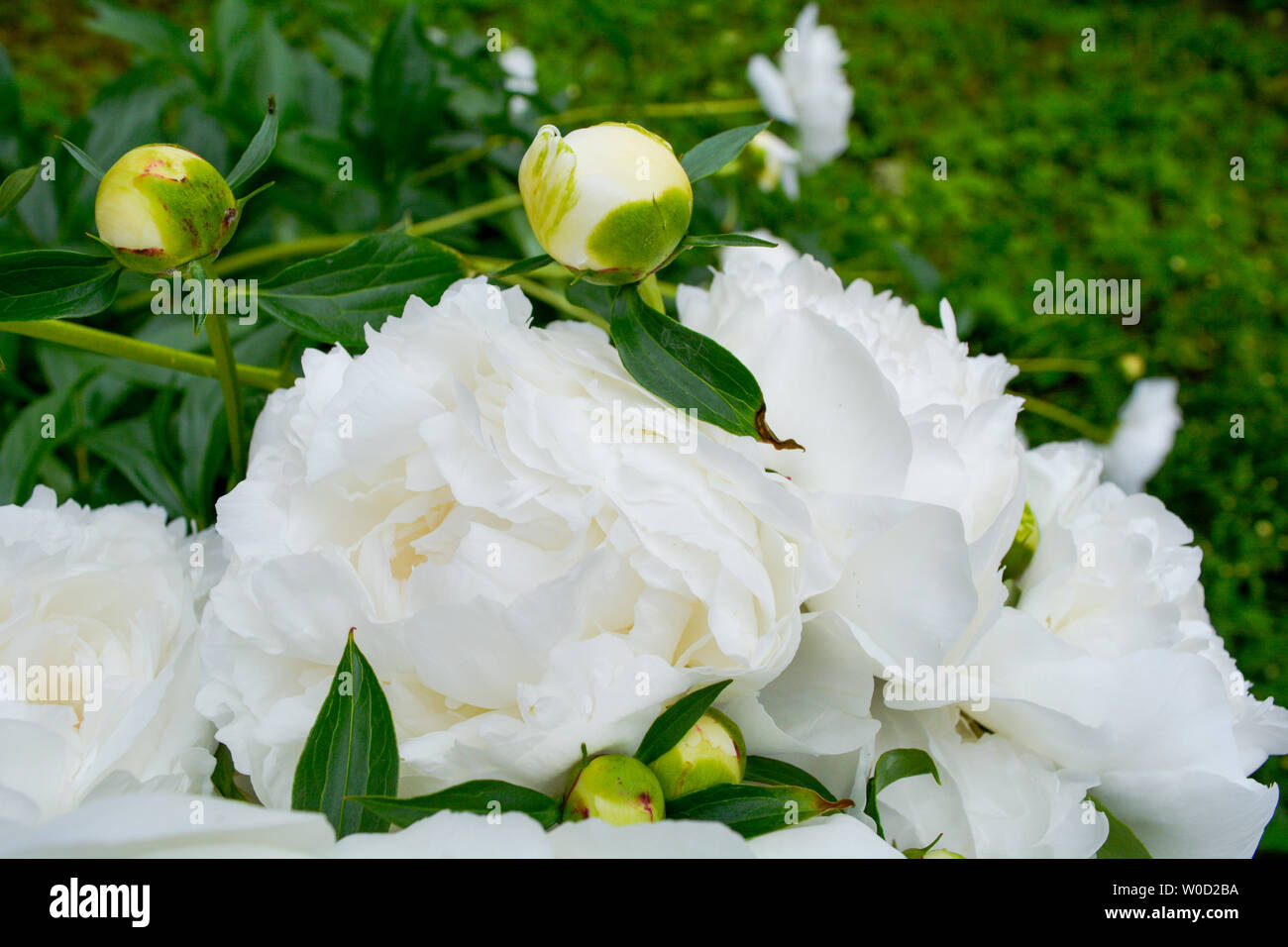 Close up of beautiful blooming white peony in summer garden. Natural flowers as floristic decoration wallpaper or greeting card. Macro view with soft Stock Photo