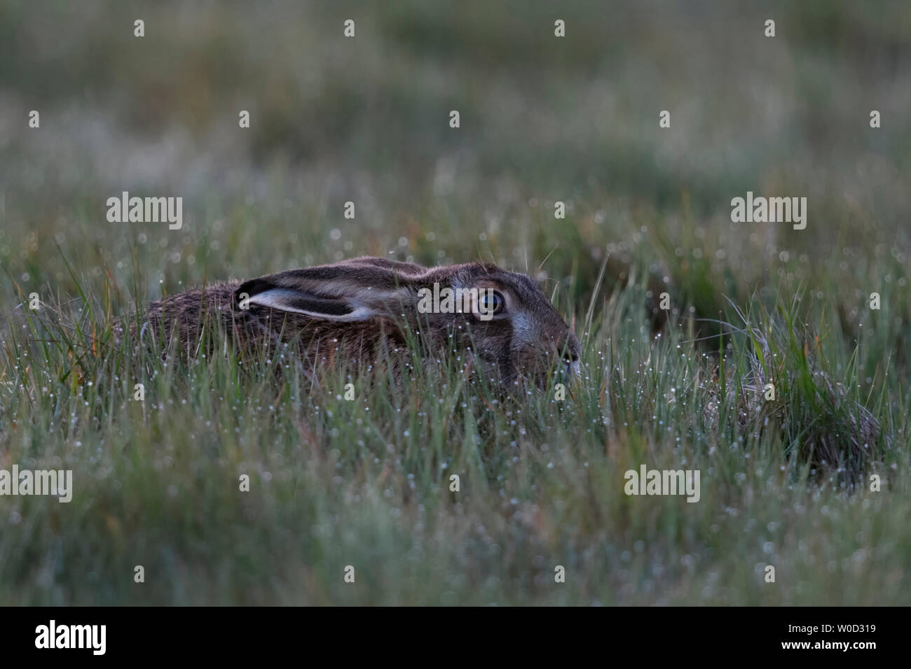 Hare / Brown Hare / European Hare / Feldhase hiding in a dew wet meadow, at daybreak, early in the morning, wildlife, Europe. Stock Photo