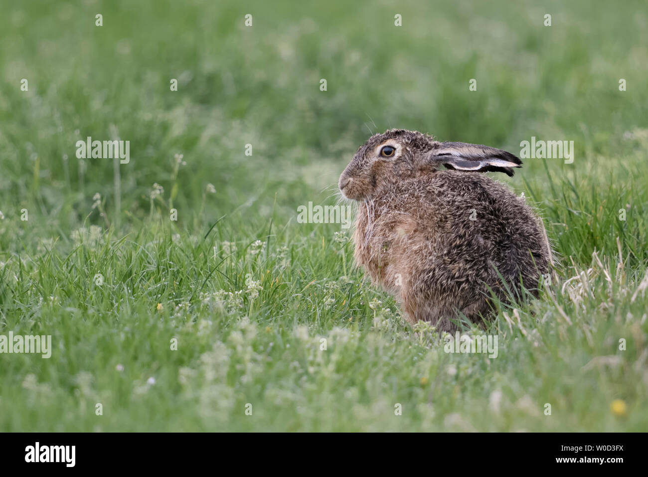 Brown Hare / European Hare / Feldhase ( Lepus europaeus ) sitting / resting in meadow, relaxed, wildlife, Europe. Hare / Stock Photo