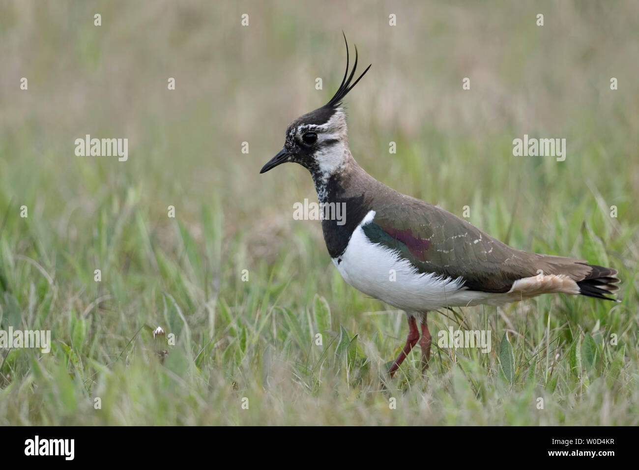 Northern Lapwing / Kiebitz ( Vanellus vanellus ), adult female, resting in an extensive meadow, typical surrounding, wildlife, Europe. Stock Photo