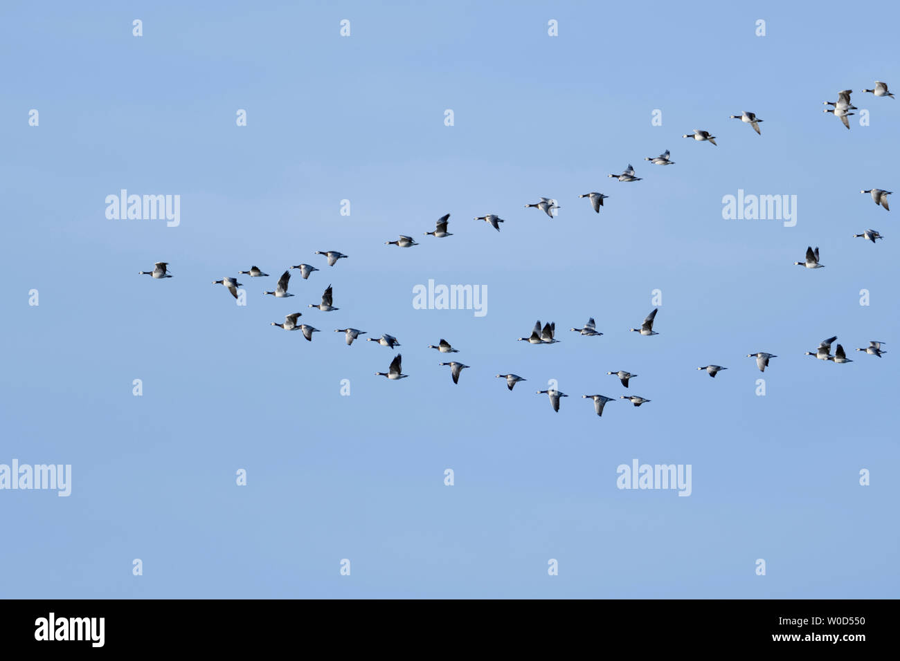 Barnacle Goose / Barnacle Geese ( Branta leucopsis ), flock in flight, in typical formation, migratory birds, bird passage, wildlife, Europe. Stock Photo