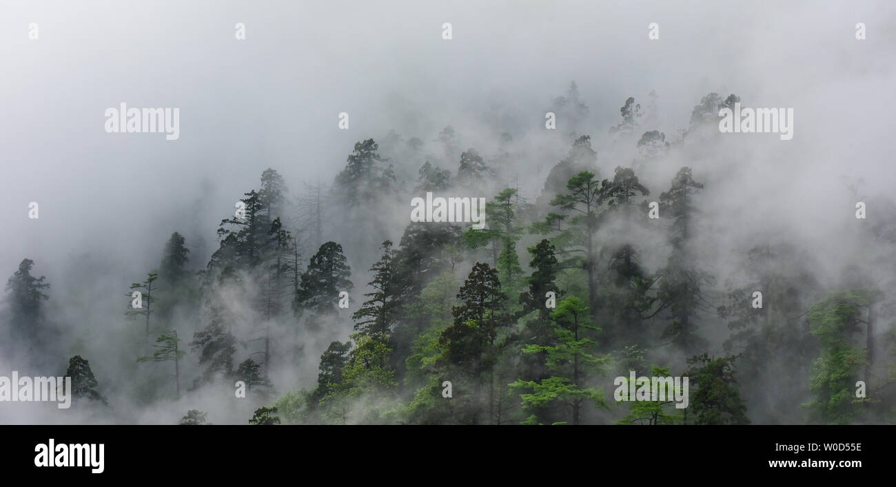 Man foggy forest hi-res stock photography and images - Alamy