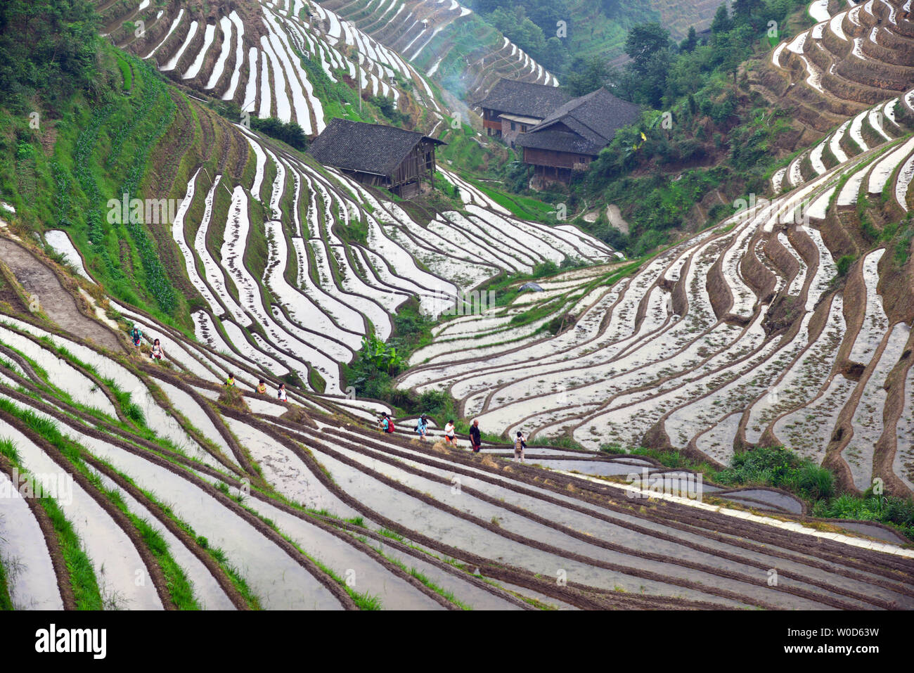 Dragon ridge terraces hi-res stock photography and images - Alamy
