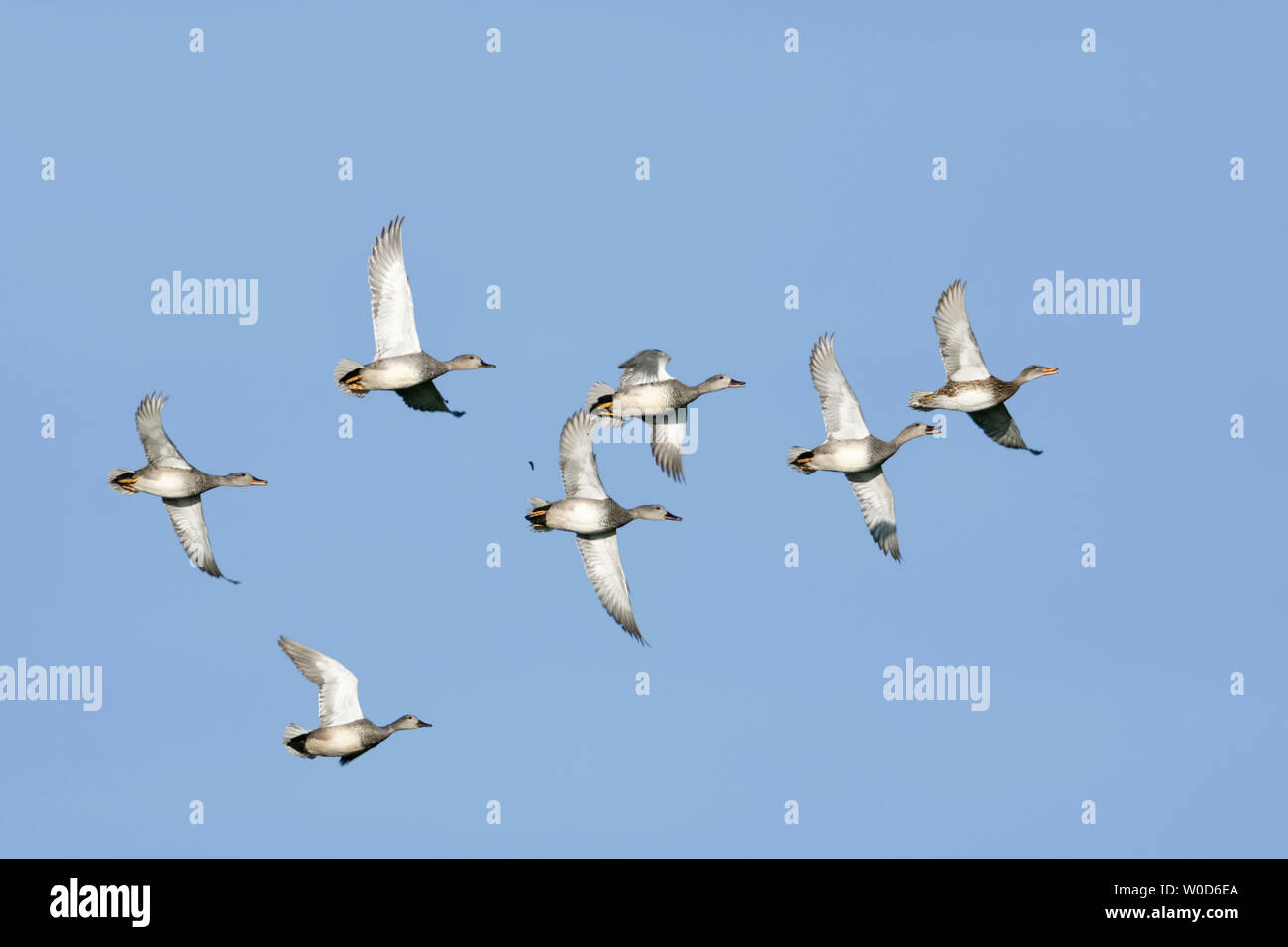 Gadwall Ducks / Schnatterenten ( Anas strepera ), flock in typical flight, calling, blue sky, wildlife, Europe. Stock Photo