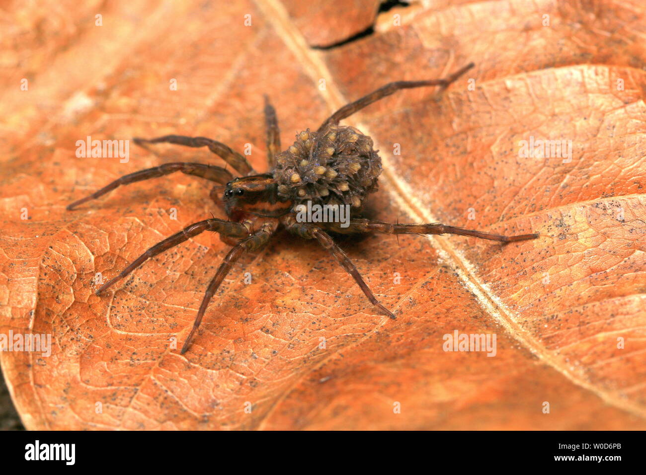 Wolf Spider And Babies Stock Photo - Alamy