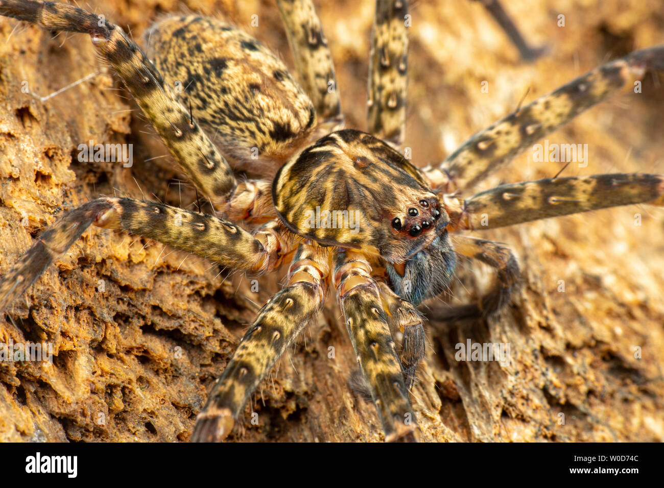 Huntsman spider, Sparrasidae, Heteropoda, foraging in rainforest at night Stock Photo