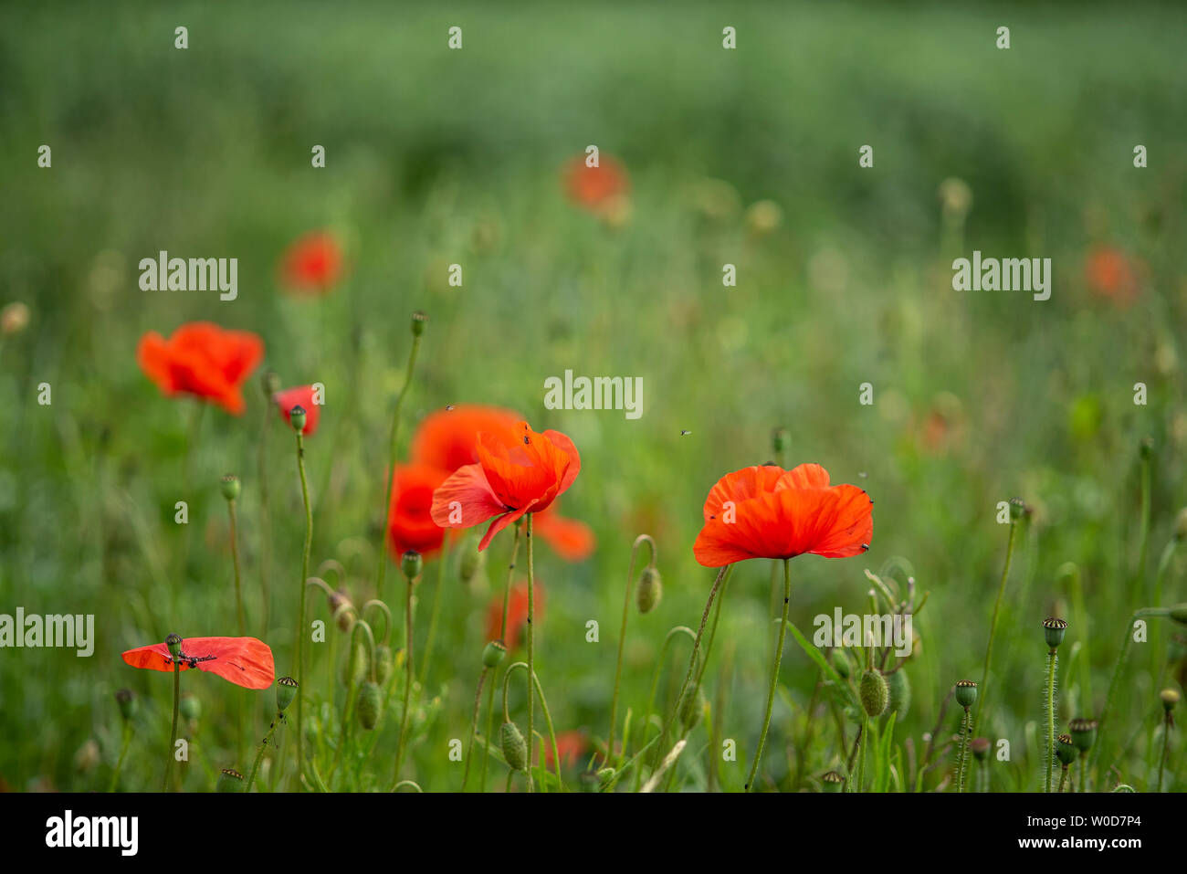 Meadow poppies wild flowers hi-res stock photography and images - Alamy