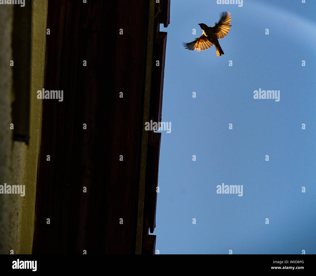 A sparrow gets ready to enter its nest under a roof. Stock Photo