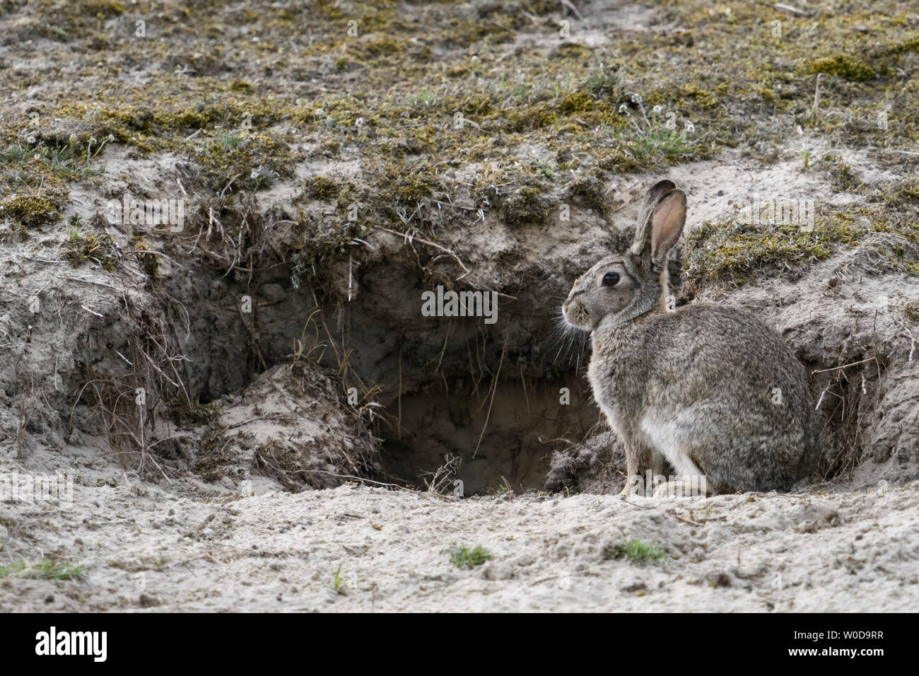 European Rabbit ( Oryctolagus cuniculus ), adult, sitting in font of rabbit's burrow in the dunes, wildlife, Europe. Stock Photo