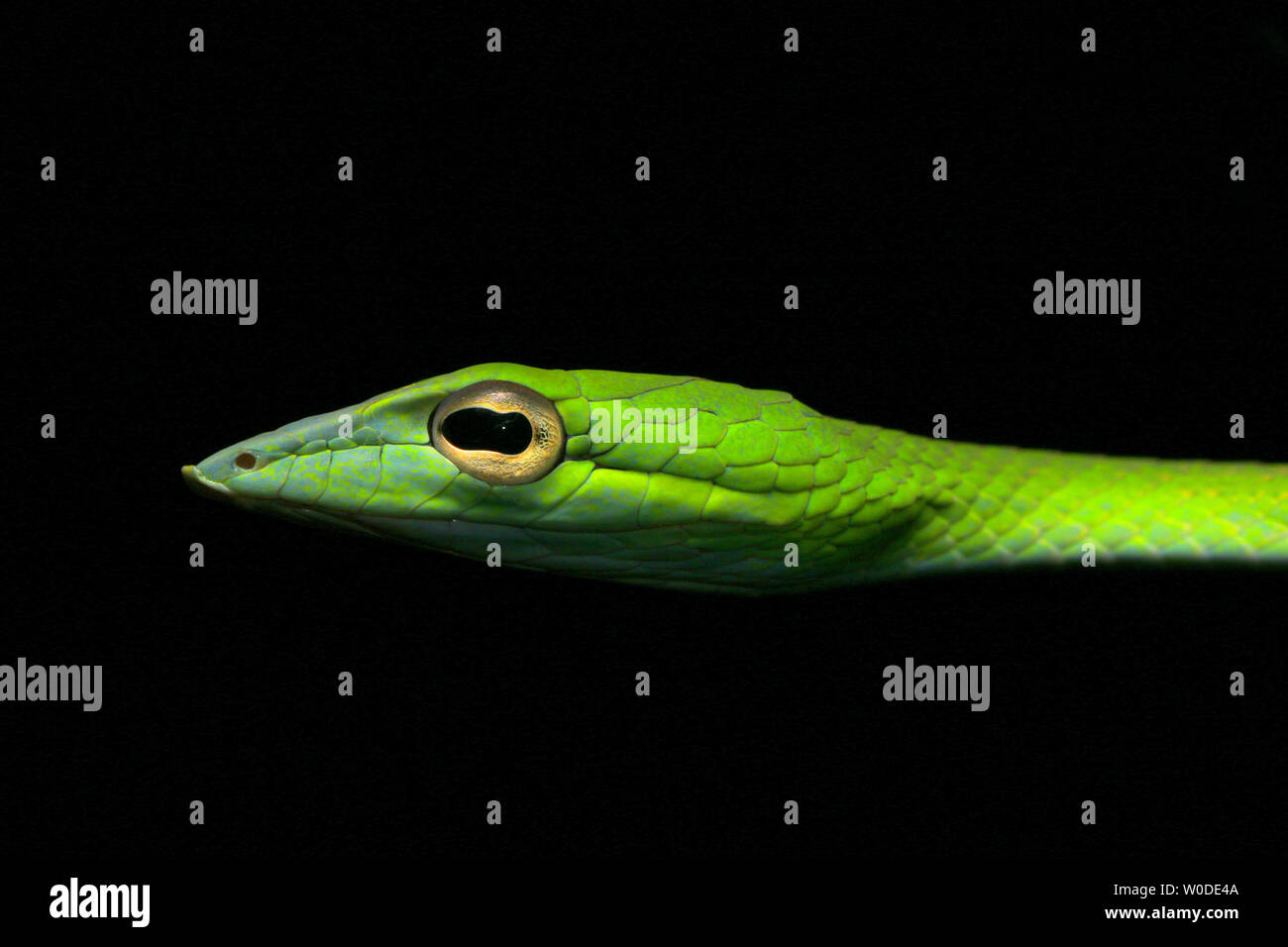 Asian vine snake, Boie's whip snake, Gunther's whip snake, and Oriental whip snake. Stock Photo