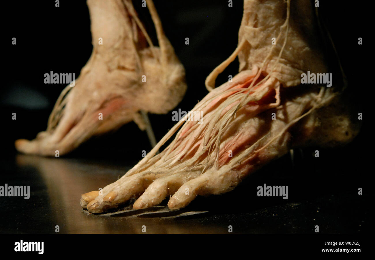 The preserved feet of a human specimen is on display at 'Bodies...The Exhibition', at The Dome in Rosslyn, Virginia on April 12, 2007. Bodies showcases real, whole and partial body specimens that have been donated and then specially preserved.  (UPI Photo/Kevin Dietsch) Stock Photo
