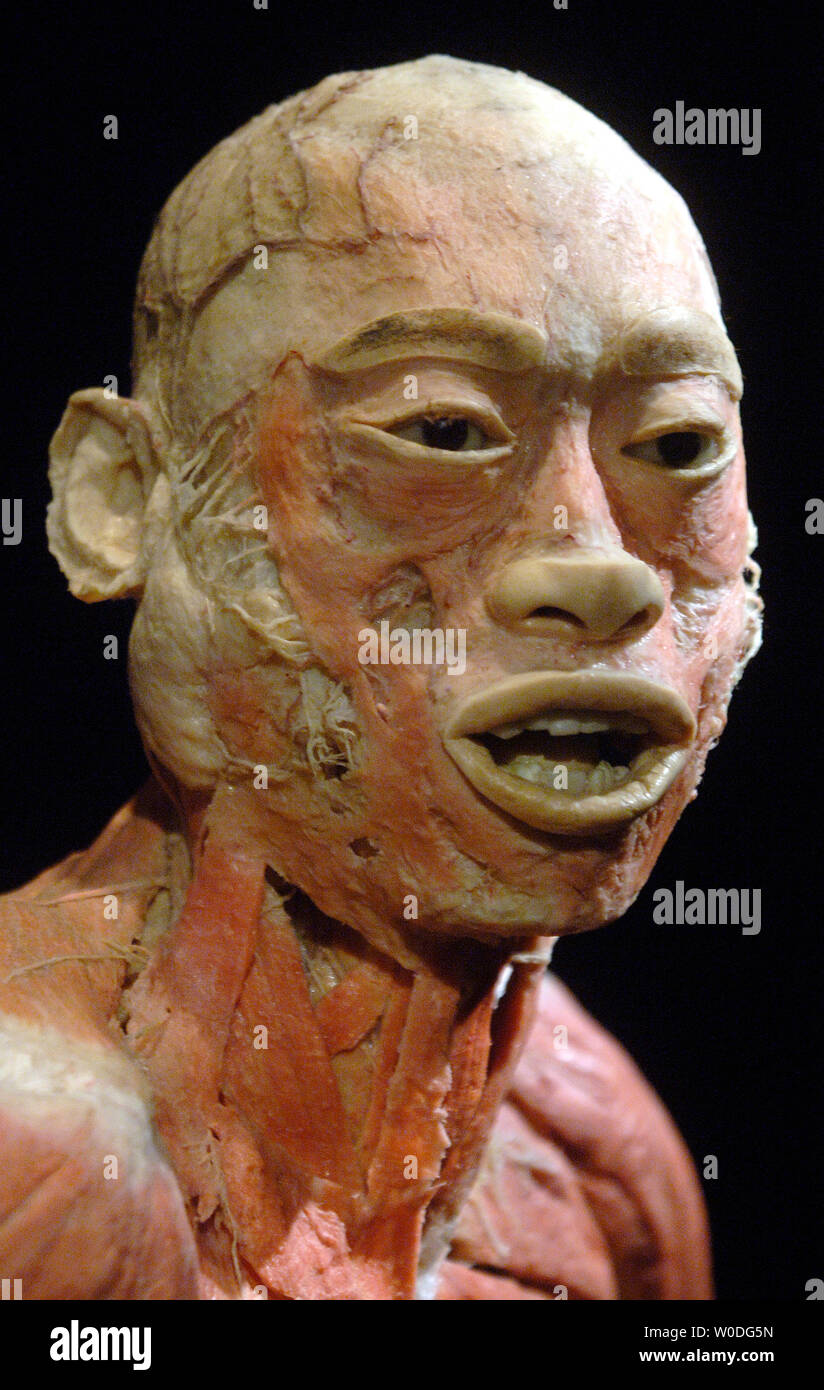 A human specimen is seen on display at 'Bodies...The Exhibition', at The Dome in Rosslyn, Virginia on April 12, 2007. Bodies showcases real, whole and partial body specimens that have been donated and then specially preserved.  (UPI Photo/Kevin Dietsch) Stock Photo