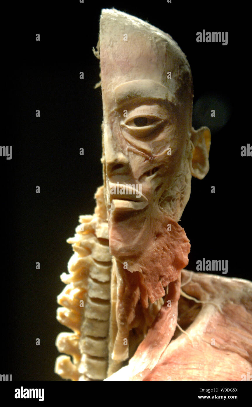 A human specimen is seen on display at 'Bodies...The Exhibition', at The Dome in Rosslyn, Virginia on April 12, 2007. Bodies showcases real, whole and partial body specimens that have been donated and then specially preserved.  (UPI Photo/Kevin Dietsch) Stock Photo