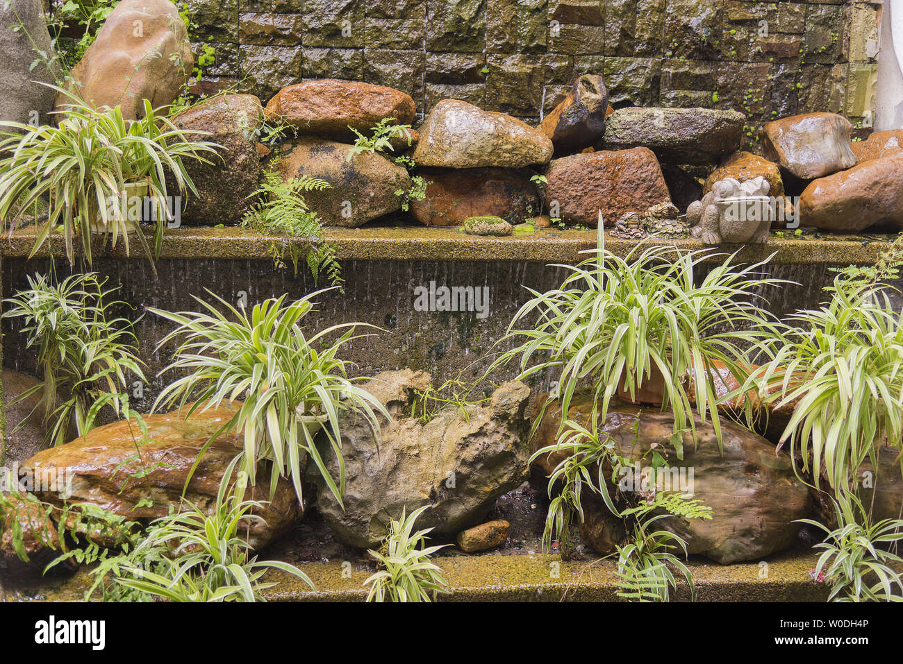 Cascading water feature wall with shelves of variegated spider plants. Stock Photo